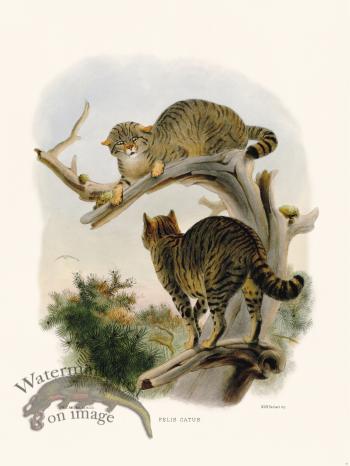 Elliot Cat 30 problem